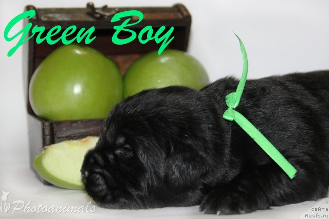 Фотография № 109406