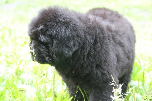 Фотография № 109411