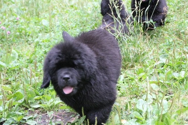 Фотография № 109412