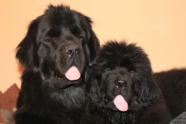 Фотография № 109417