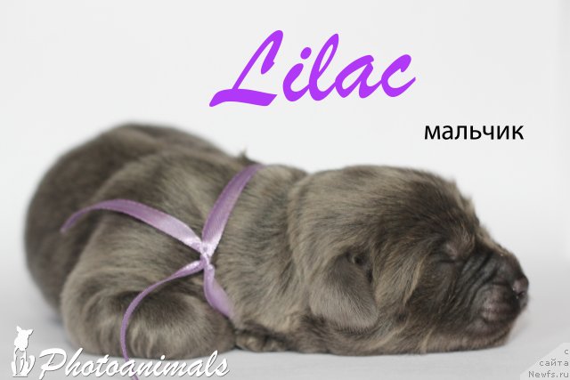 Фото: ньюфаундленд Man to Happinnes (Мэн ту Хаппинесс)