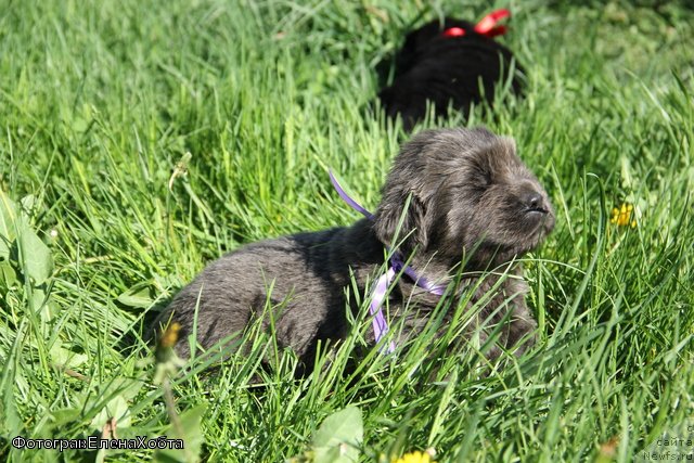 Фотография № 109426