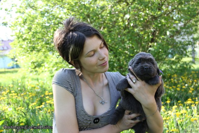 Фото: ньюфаундленд Man to Happinnes (Мэн ту Хаппинесс), Lyudmila Kudryavceva (Людмила Кудрявцева)