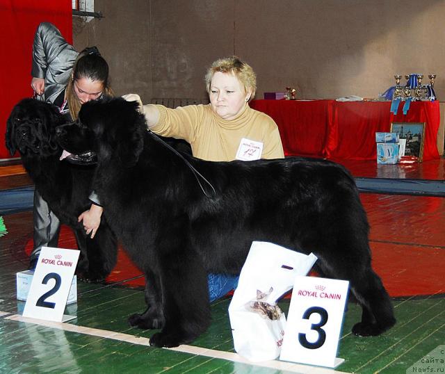 Фото: ньюфаундленд Ocharovatelnaya Lady ot Sibirskogo Medvedja (Очаровательна Леди от Сибирского Медведя)