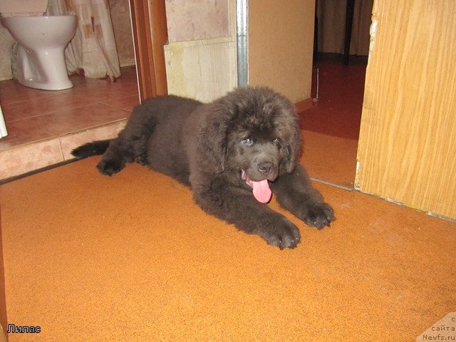 Фото: ньюфаундленд Man to Happinnes (Мэн ту Хаппинесс)