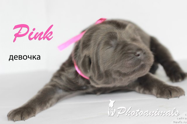 Фотография № 109431