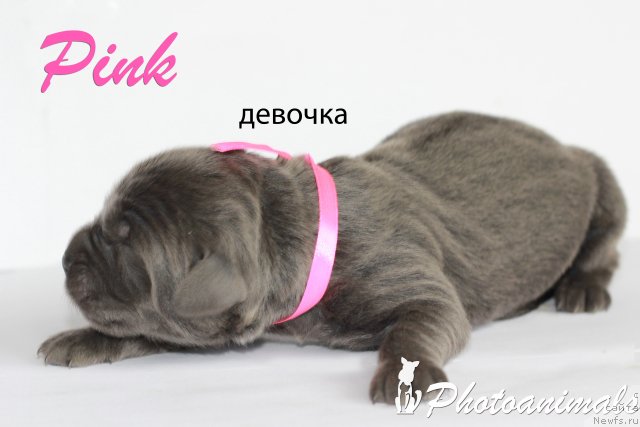 Фотография № 109432