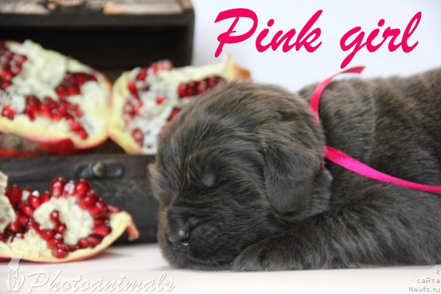 Фотография № 109433