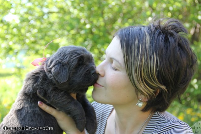 Фото: ньюфаундленд Melty Wave Marine Tifeya (Мелти Вейв Марин Тифея), Lyudmila Kudryavceva (Людмила Кудрявцева)