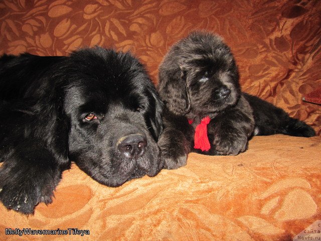 Фотография № 109436