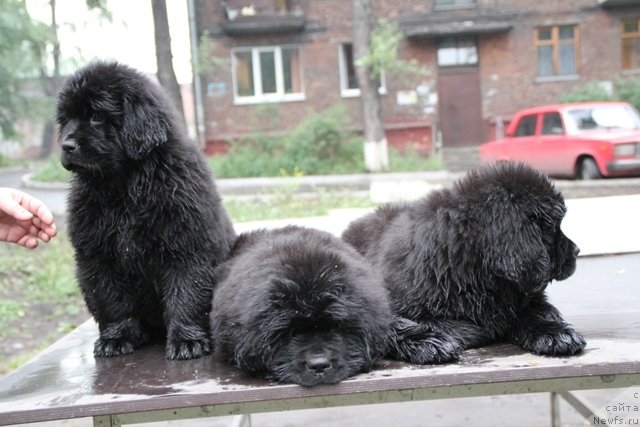 Фото: ньюфаундленд My Fulgido Stella (Май Фульджидо Стелла), ньюфаундленд Mister Forte Impressione (Мистер Форте Импрессионе), ньюфаундленд Midnight Boy (Миднайт Бой)