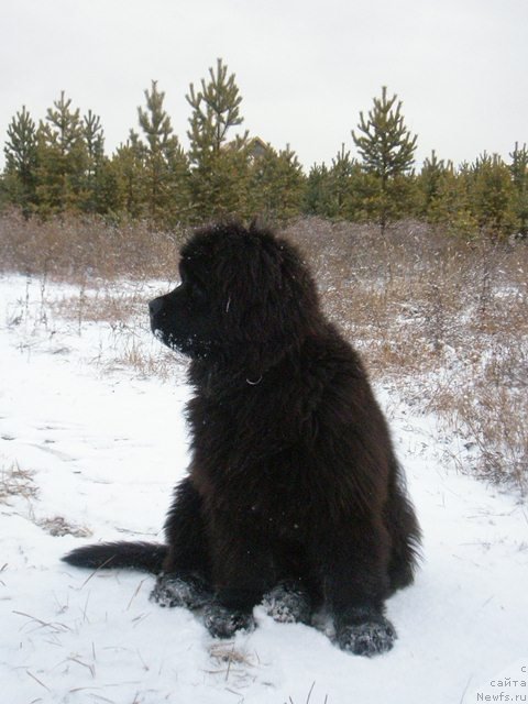 Фотография № 109445