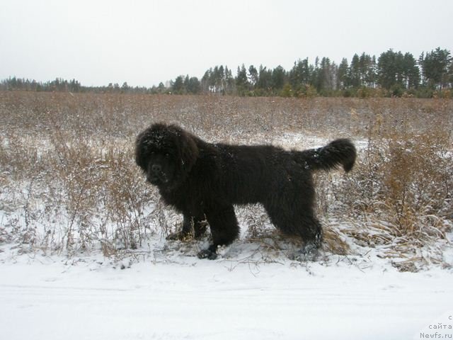 Фотография № 109447