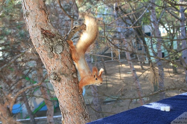 Фото: Anna Kovalyova (Анна Ковалёва)