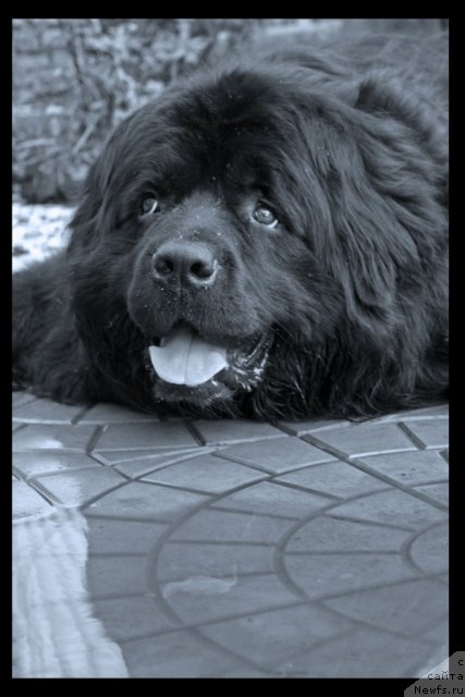 Фото: ньюфаундленд Geralis CHiroki Velikiy Vojd' (Гералис Чироки Великий Вождь)