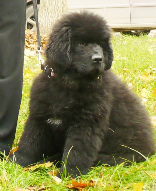 Фото: ньюфаундленд Beguschaya po Volnam Shaolin (Бегущая по Волнам Шаолинь)