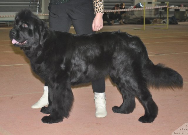 Фотография № 109458