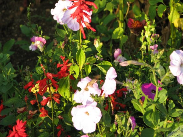 Фото: Nataliya Mihaylova (Наталия Михайлова)