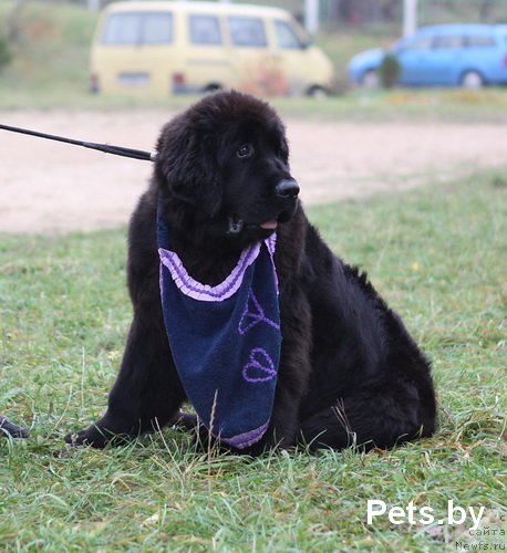 Фото: ньюфаундленд Tujur Bel' (Тужур Бель)