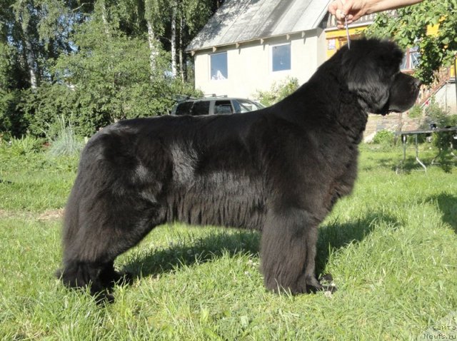 Фото: ньюфаундленд Begushaya po Volnam Vam I Ne Snilos (Бегущая по Волнам Вам и не Снилось)