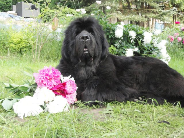 Фото: ньюфаундленд Begushaya po Volnam Vam I Ne Snilos (Бегущая по Волнам Вам и не Снилось)