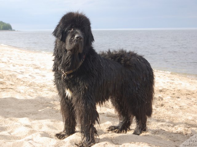 Фото: ньюфаундленд Beguschaya po Volnam Van Hel'sing (Бегущая по Волнам Ван Хельсинг)