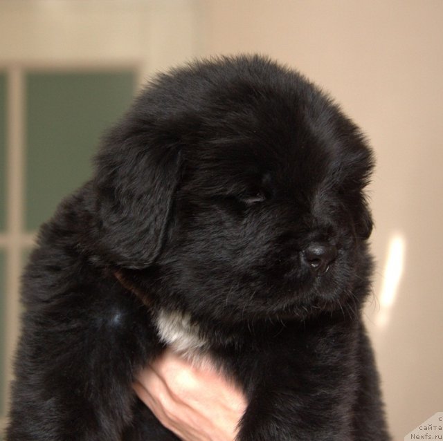 Фотография № 109473