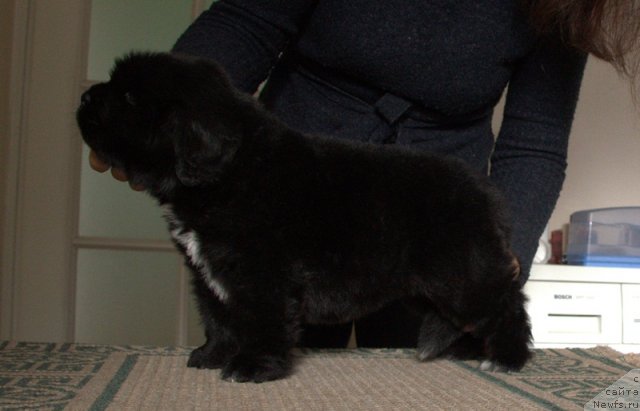 Фотография № 109475