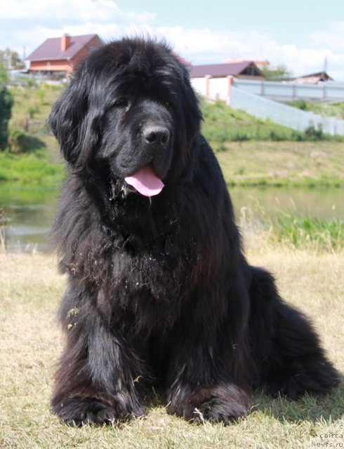 Фото: ньюфаундленд Zhemchuzhnaya Fantazia iz Medvejyego Yara (Жемчужная Фантазия из Медвежьего Яра)