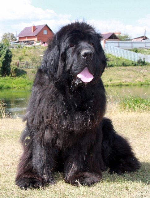 Фото: ньюфаундленд Zhemchuzhnaya Fantazia iz Medvejyego Yara (Жемчужная Фантазия из Медвежьего Яра)