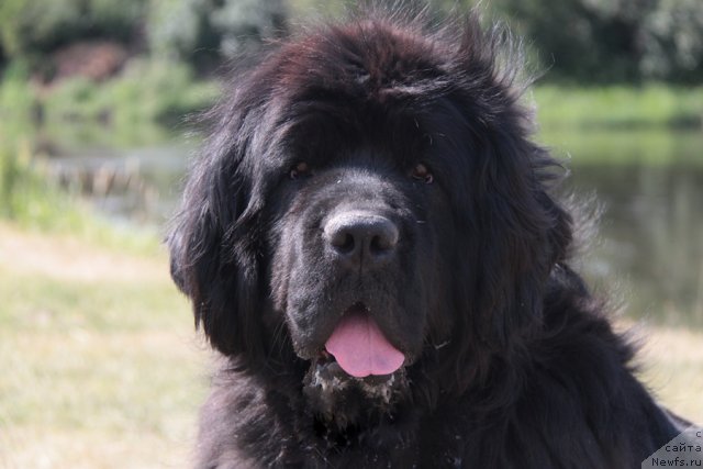 Фото: ньюфаундленд Zhemchuzhnaya Fantazia iz Medvejyego Yara (Жемчужная Фантазия из Медвежьего Яра)