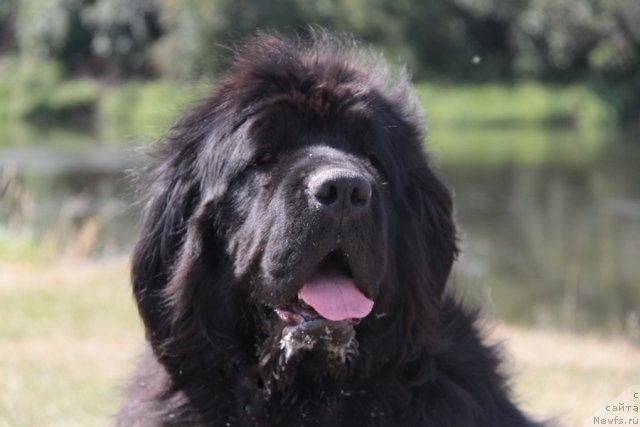 Фото: ньюфаундленд Zhemchuzhnaya Fantazia iz Medvejyego Yara (Жемчужная Фантазия из Медвежьего Яра)