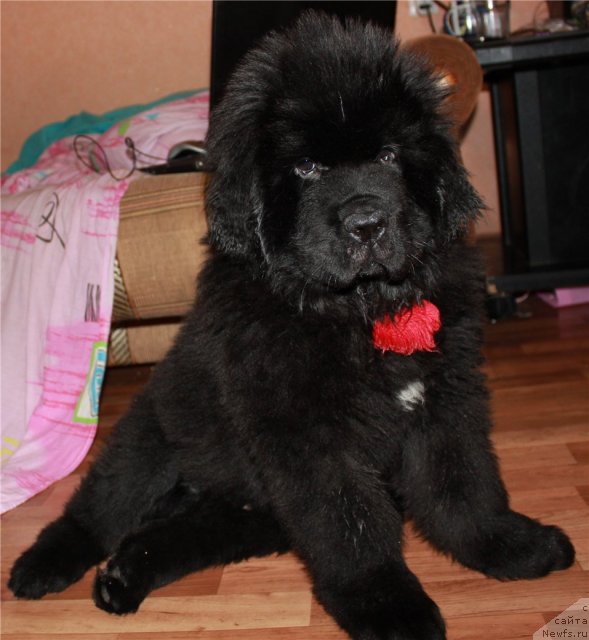 Фотография № 109492