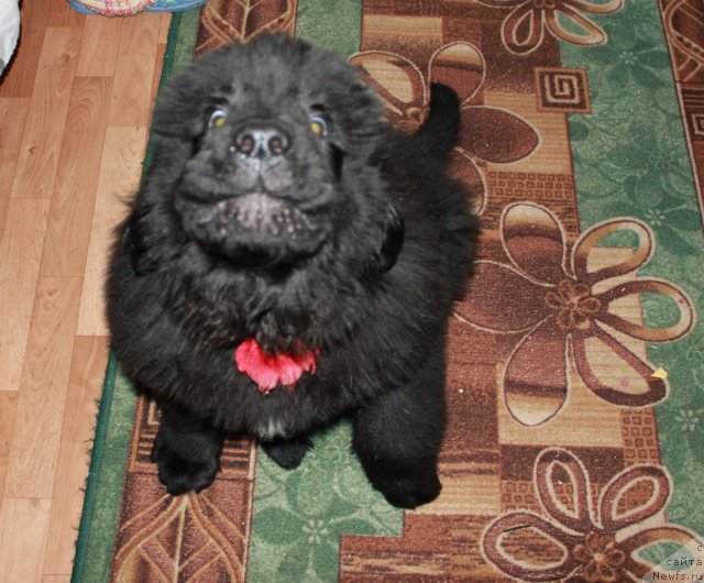 Фотография № 109493