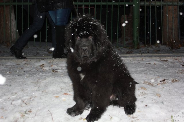 Фотография № 109495