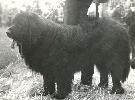 Фото: ньюфаундленд YUstas-Agli (Юстас-Агли)