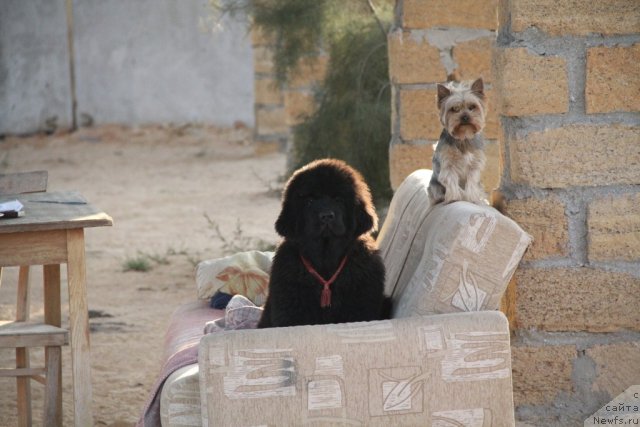 Фотография № 109502