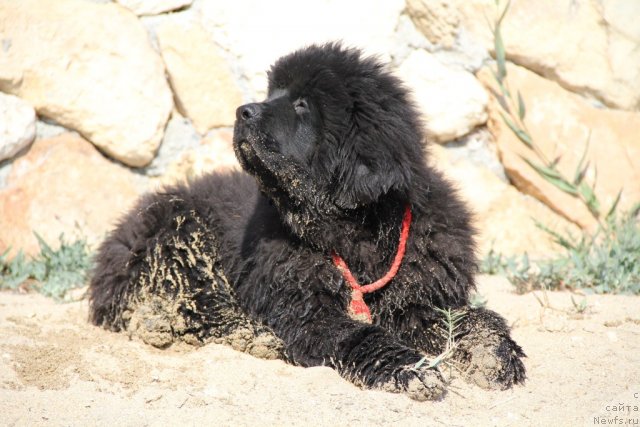 Фотография № 109503