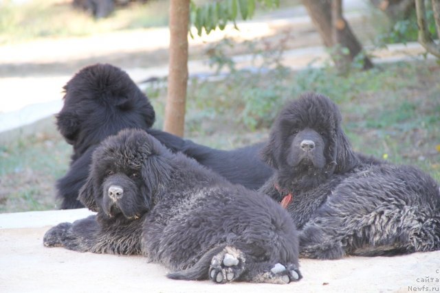 Фото: ньюфаундленд Beguschaya po Volnam Hasta la Vista (Бегущая по Волнам Хаста ла Виста), ньюфаундленд Allegro Con Brio Dinastiya Soverchenstva (Аллегро Кон Брио Династия Совершенства), ньюфаундленд As True for Beguschaya po Volnam Dinastiya Soverchenstva (Аз Труэ Бегущая по Волнам Династия Совершенства)