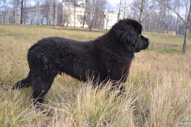 Фото: ньюфаундленд Pitern'yuf CHivas Regal (Питерньюф Чивас Регал)