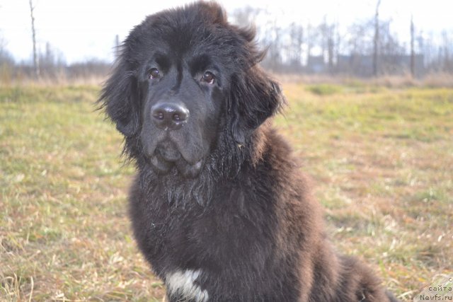 Фото: ньюфаундленд Pitern'yuf CHivas Regal (Питерньюф Чивас Регал)