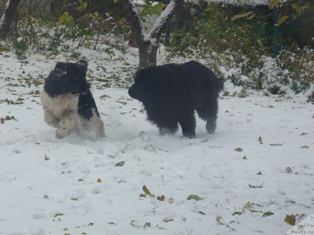 Фото: ньюфаундленд Super Bizon Zerbino (Супер Бизон Зербино), ньюфаундленд Samson Vialiki Miadzvedz