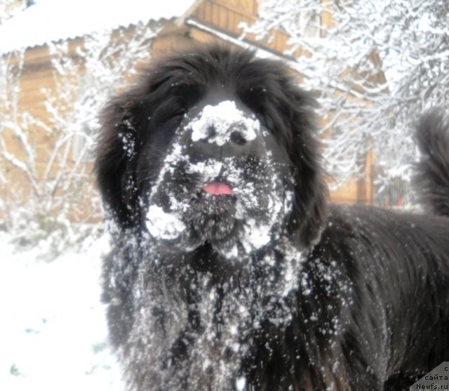 Фото: ньюфаундленд Akvatoriya Kelvin Ul'timyeyt (Акватория Келвин Ультимэйт)