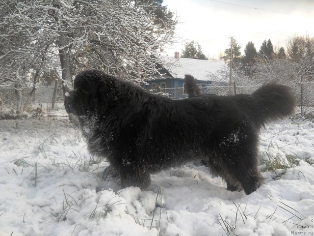 Фото: ньюфаундленд Aquatoriya Kelvin Kilimandzharo (Акватория Келвин Килиманджаро)