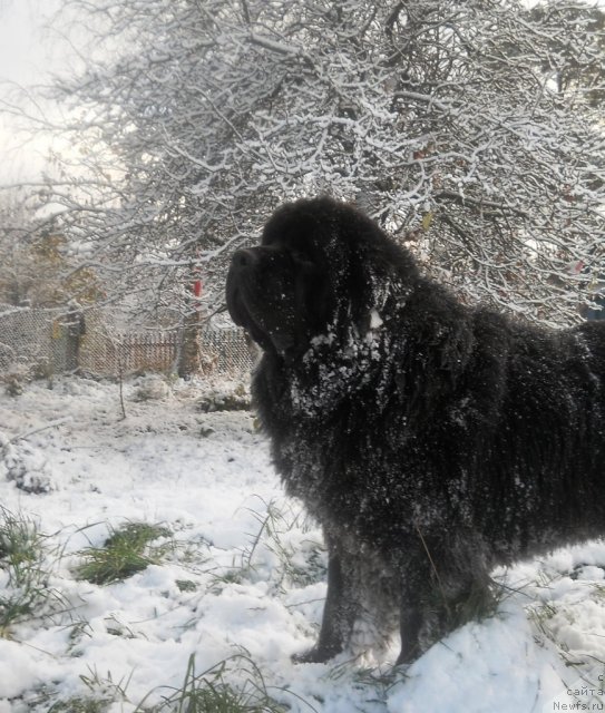 Фото: ньюфаундленд Aquatoriya Kelvin Kilimandzharo (Акватория Келвин Килиманджаро)