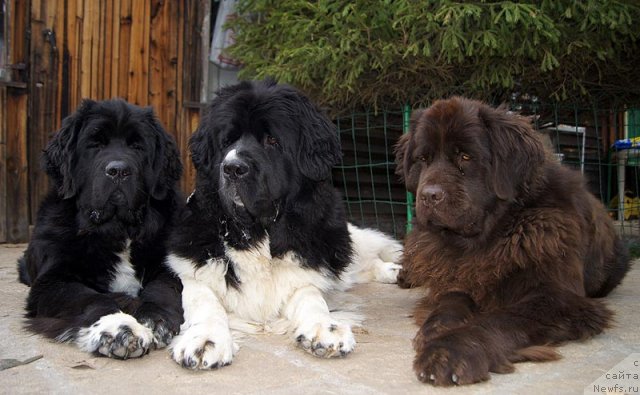 Фотография № 109589