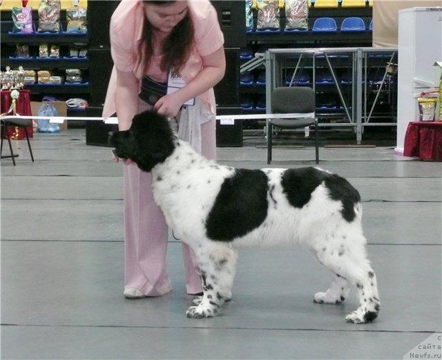 Фото: ньюфаундленд Plyushevaya Panda La Bella (Плюшевая Панда Ла Белла)