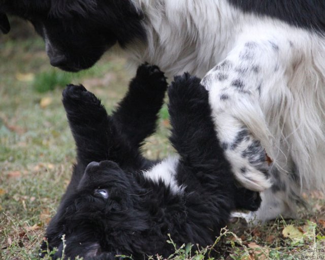 Фото: ньюфаундленд Plushevaya Panda Deniza Dlja  Berega Dona (Плюшевая Панда Дениза для Берега Дона), ньюфаундленд Tsel' Zhizni s Berega Dona (Цель Жизни с Берега Дона)