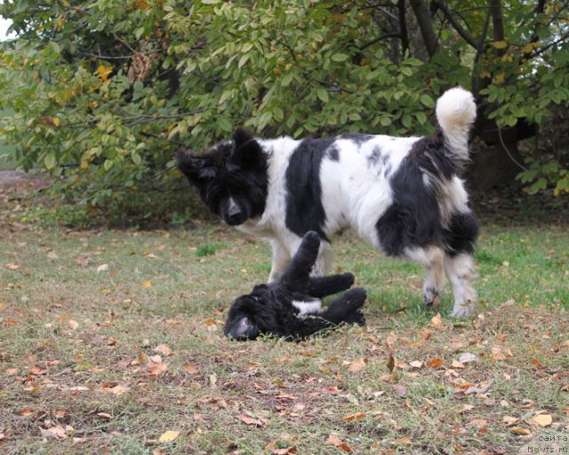 Фото: ньюфаундленд Plushevaya Panda Deniza Dlja  Berega Dona (Плюшевая Панда Дениза для Берега Дона), ньюфаундленд Tsel' Zhizni s Berega Dona (Цель Жизни с Берега Дона)