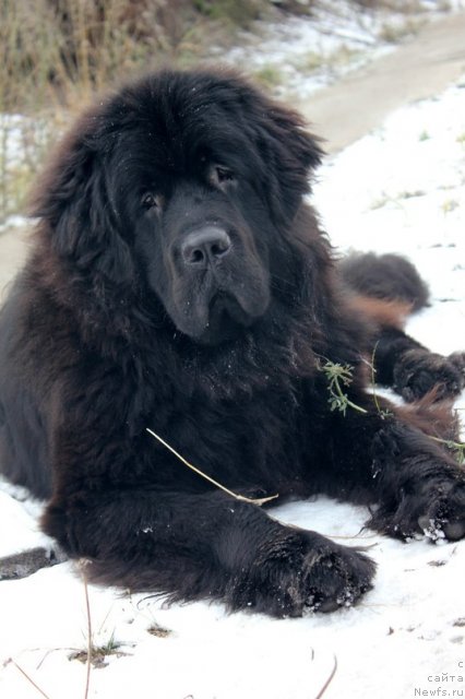 Фотография № 109596